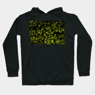 Hydrangea Hoodie